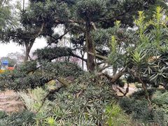 -铁山坪森林公园