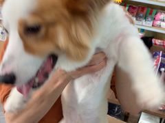 -安安宠医·臻爱宠物医院·宠保定点(营门口路分院)