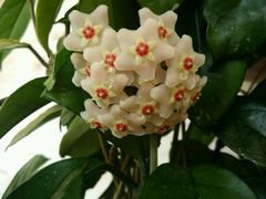 -莫奈花园餐厅(麦迪逊花园店)