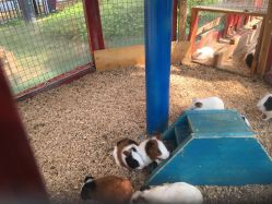 -萌宠亲子动物乐园(槐房万达店)