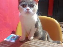 -猫色咖啡·猫咖