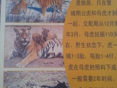-横道河子东北虎林园