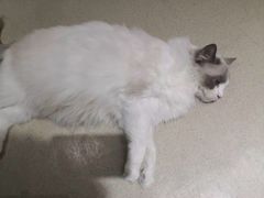 -藏猫猫咖啡主题馆(中央大道店)