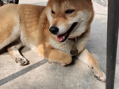 -柴犬高等学院·狗咖·柴犬售卖·宠物训练