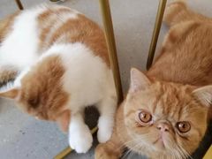 -飞行喵MR PILOT|猫舍·猫咖(静安大融城店)