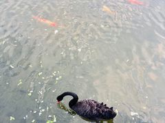 -五缘湾湿地公园