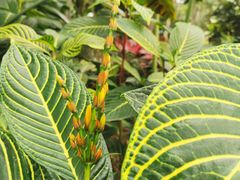 -北京植物园-展览温室