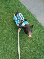 -萌宠亲子动物乐园(槐房万达店)