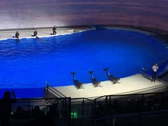 海豚表演-上海海昌海洋公园