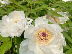 -洛阳市隋唐城遗址植物园