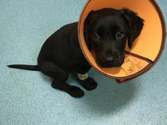 -仁华宠物医院(青羊店)