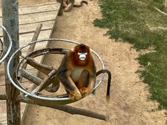 -西霞口神雕山野生动物世界