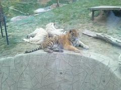 -大连森林动物园