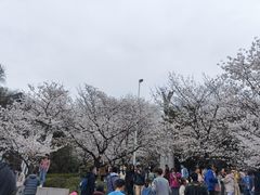 -武汉大学-樱园