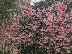 -南山植物园