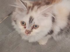 -楼上猫咖(罗湖店)