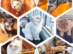 -猫小院猫主题咖啡厅(北锣店)