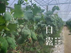 -马陆小张葡萄园农家乐