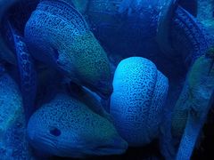 -太平洋海底世界