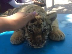 -西霞口神雕山野生动物世界