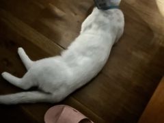 -申普宠物医院·眼科·心内科·影像科(普陀分院)