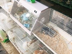 -曲阳花鸟市场(曲阳路店)