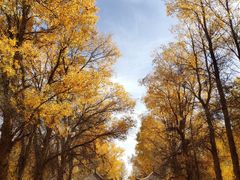 -金塔沙漠胡杨林景区
