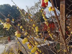-无锡梅园公园