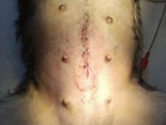 -宠爱国际动物医院· 猫科· 外科·中兽医(长白店)