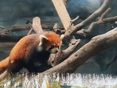 -武汉动物园