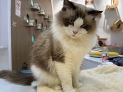 -COLOR PETS 撸猫馆·购猫·猫咖(长风大悦城店)
