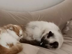 -怪兽屋·羊驼·猫咖·狗咖(俊华广场店)