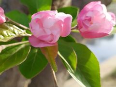 -海棠花溪(元大都城垣遗址公园)