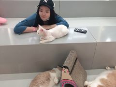 -糯米喵星人·撸猫猫舍咖啡馆(西市场嘉华店)