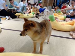 -逗柴咖啡屋·狗咖猫咖宠物桌游