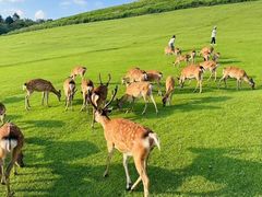 -奈良公园