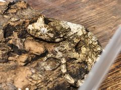 -酷以爬仙阁实体爬宠店·守宫·蜥蜴·专业繁育