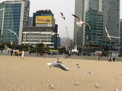 -海云台海滩