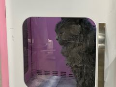 -PETKIT小佩宠物(昭化店)