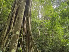 -中国科学院西双版纳热带植物园