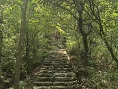 -天目山大树王景区