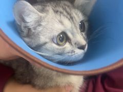 -瑞派福兴宠物医院犬猫全科·骨科·中西医结合(河东店)