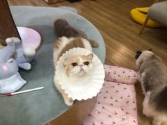-滚猫咖啡·猫咖·猫友好撸猫(未来城店)