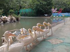 -广州长隆飞鸟乐园