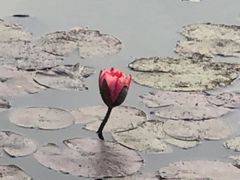 -大湾区中央湿地公园