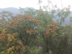 -白水寺森林公园