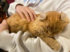 -猫小院猫主题咖啡厅(北锣店)