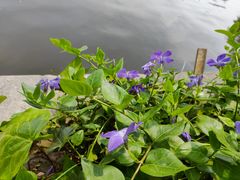 -MAP CHA普洱茶馆(翠湖店)