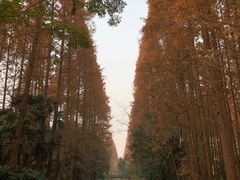 -东平国家森林公园