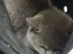 -瑞派宠物医院·24h·骨外科·皮肤科·全科宠物医疗转诊中心(沈阳浑南院)